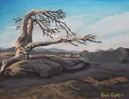 Original art by Richard Roberts. Ponderosa pine